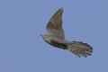 Обыкновенная кукушка фото (Cuculus canorus) - изображение №1579 onbird.ru.<br>Источник: www.birdforum.net